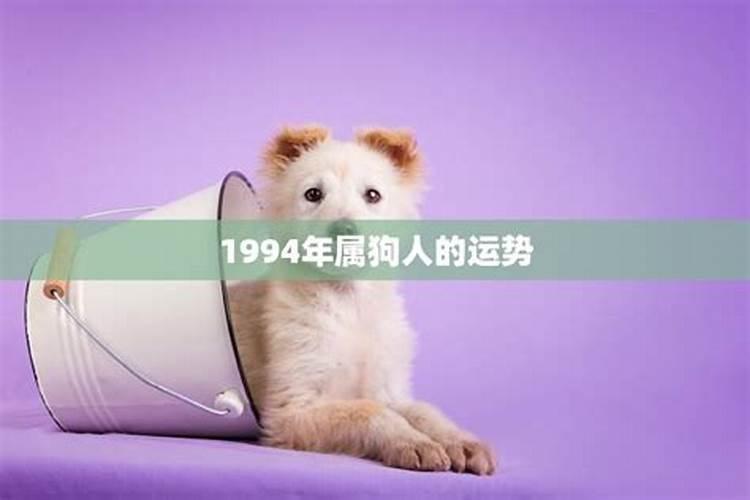 1994年属狗男性的下半年运势探秘